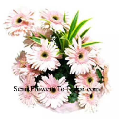 <b>Product Description</b><br><br>Basket Of 15 Pink Colored Gerberas<br><br><b>Delivery Information</b><br><br>* The design and packaging of the product can always vary and is subject to the availability of flowers and other products available at the time of delivery.<br><br>* The "Time selected is treated as a preference/request and is not a fixed time for delivery". We only guarantee delivery on a "Specified Date" and not within a specified "Time Frame".